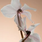 Missing Person - Body Oil - Image 5