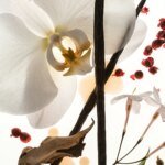 Vanilla Skin - Body Oil - Image 4