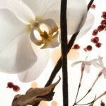 Vanilla Skin - Fragrance Duet - Image 4